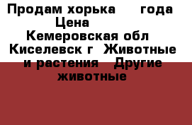 Продам хорька.1,5 года. › Цена ­ 2 000 - Кемеровская обл., Киселевск г. Животные и растения » Другие животные   